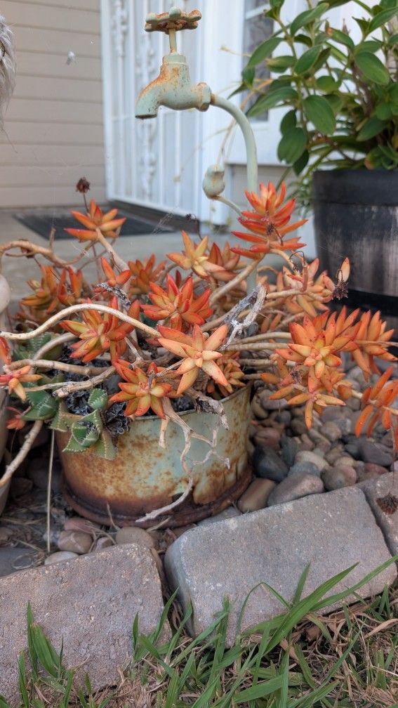 Potted Plant
