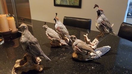 Gambel Quail mounted on Driftwood and Cactus