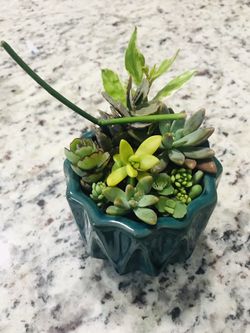 Succulents cactus arrangement flowers plants home decor