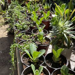 Cactus And Succulent’s 🌵🪴