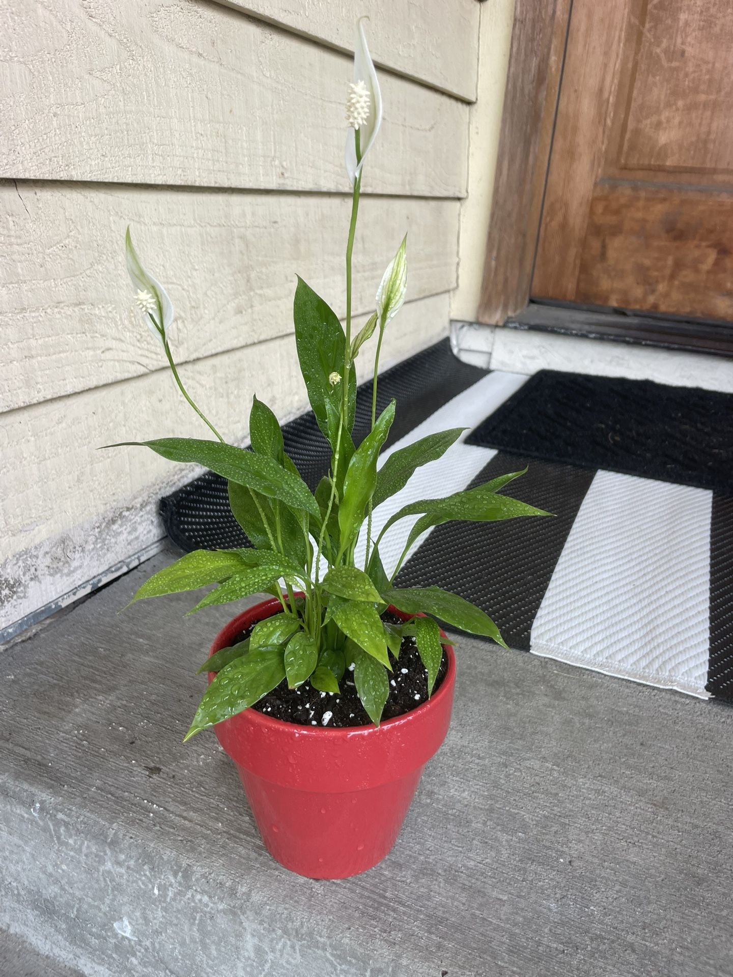 Super Cute Peace Lily In DAMAGED ceramic Planter