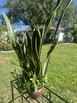 Sneak Plant, Ready To Go Ceramic Pot Only $25.00