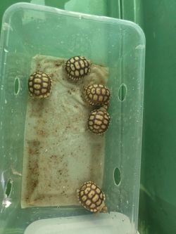 Tortoise incubator
