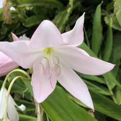 Crinum lily Bulbs