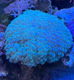 Reef tank decor green bubble coral
