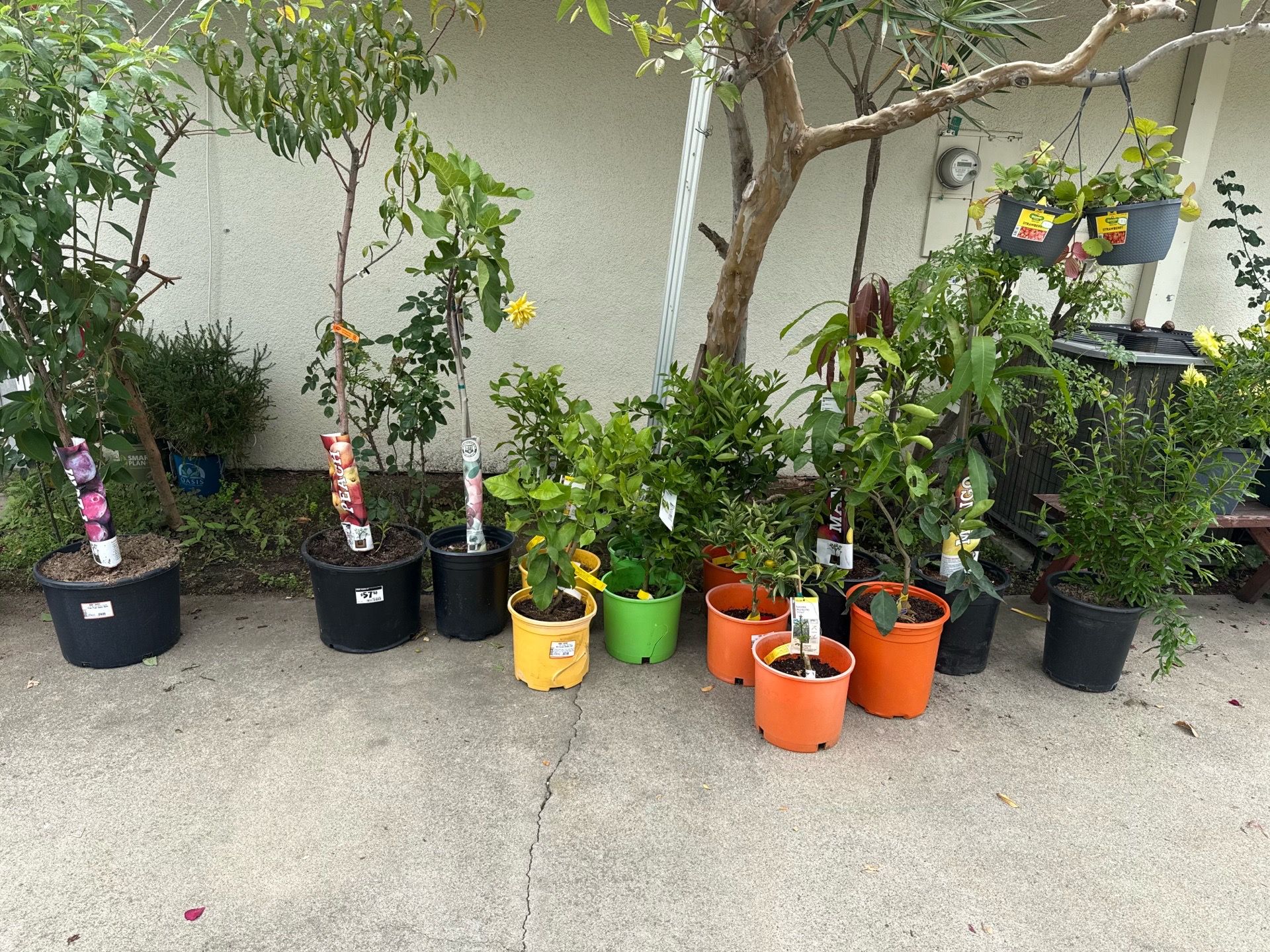 FRUITING CITRUS TREES