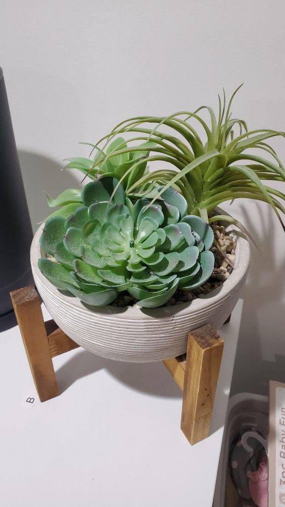 Desktop Succulent Decor