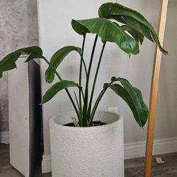 Bird of paradise plant