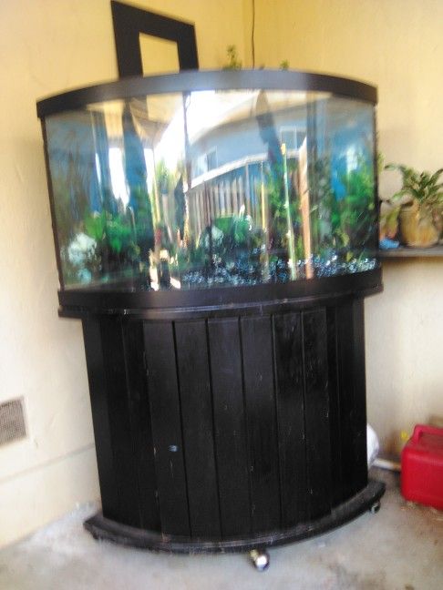 Big Corner Fishtank