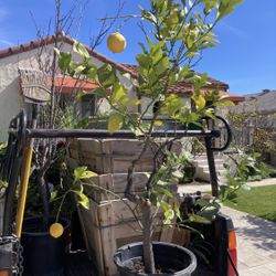 Big Boxed Pots For Plants/ Trees  
