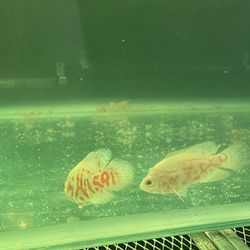 Oscar Fish Tank 