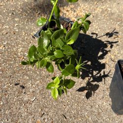 Baby Sunrose Ice Plant  S.W.Arl
