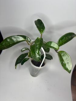 Hoya Carnosa
