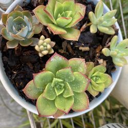 Variety Of Succulents 