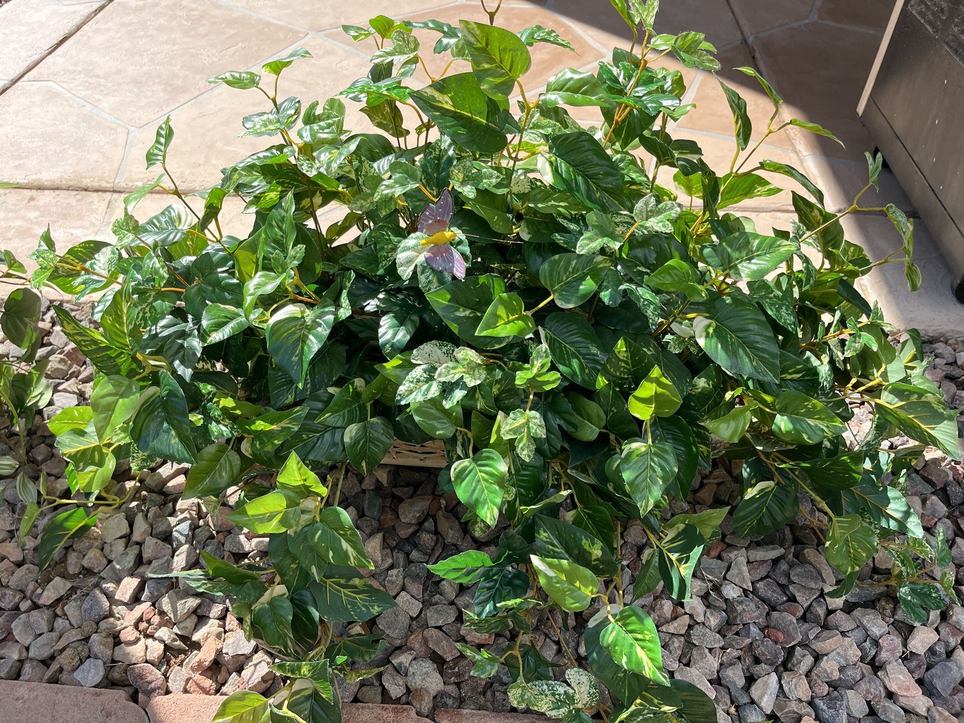 Silk Plants for Sale in Chandler, AZ OfferUp