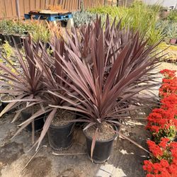 Cordyline Plants 5 Gal