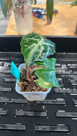 Alocasia venom