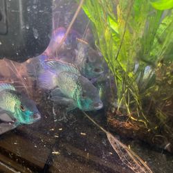 Aquarium plant decor 