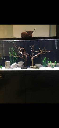 Visio Custom Made 80 Gallon Saltwater Tank