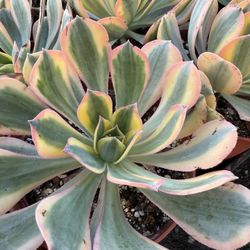 Aeounium Sunburst Succulent Plant 