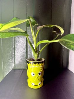 Rare Variegated Philodendron Jose Buono + Frankenstein Planter! 🧟‍♂️🌿