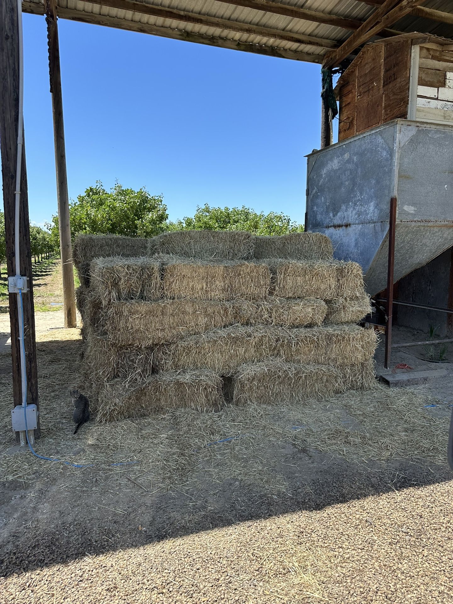 Rye Grass Hay