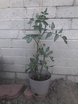 Tomato plant