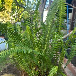 18 Inch Ferns Plant