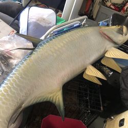 Tarpon Fish