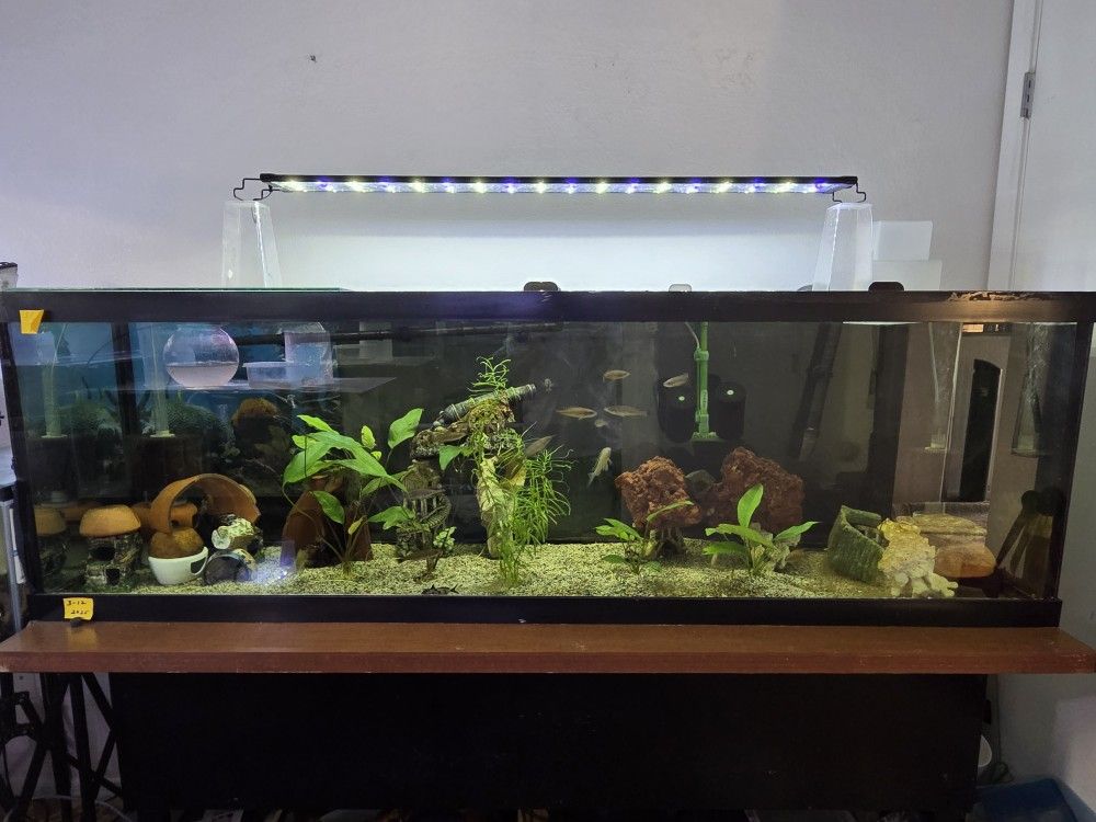 Aquarium, 125 Gallon, Fish Tank