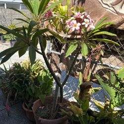 Plumerias Pink