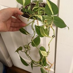 Philodendron Silver Stripe