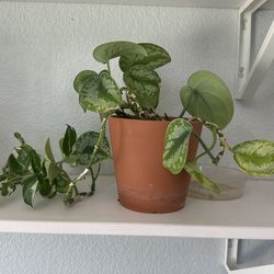 Plant With Pot