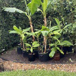 Banana Trees  🍌 