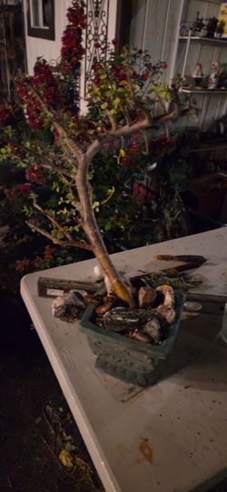 Jade bonsai 2 feet tall