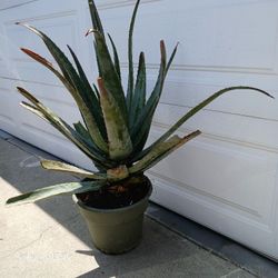 Aloe