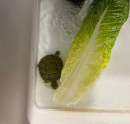 Red Eared Slider Turtle