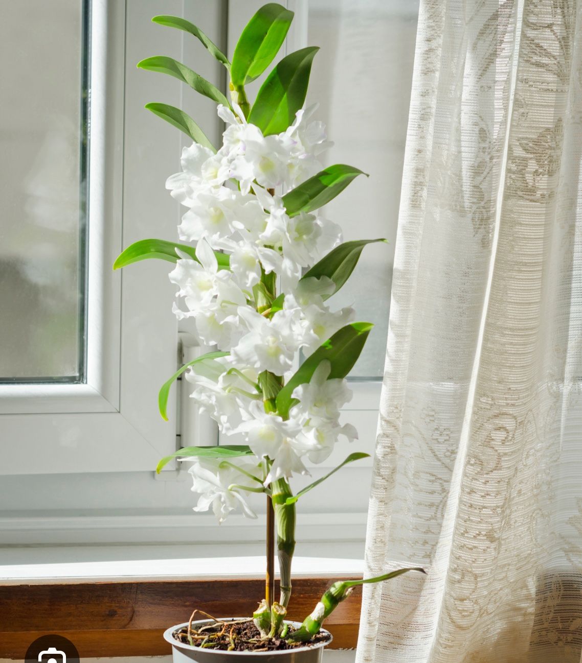 Dendrobium Keiki 