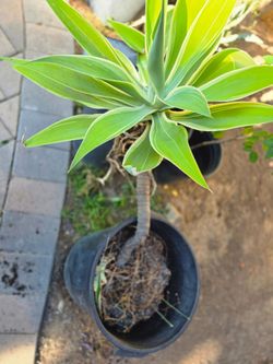 Agave