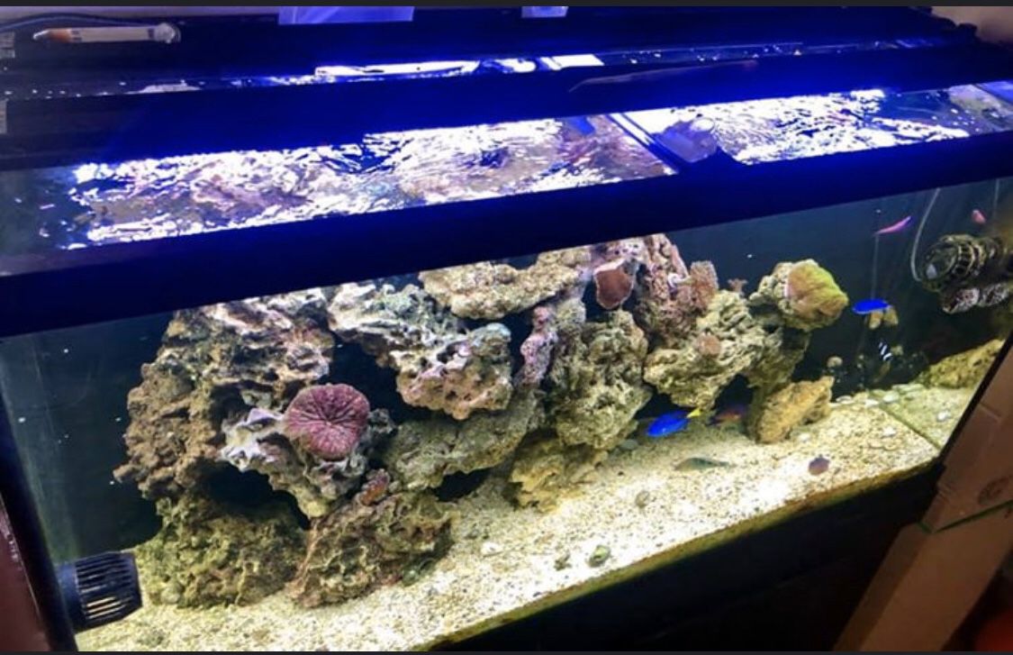 (2) Fluval 2.0 Reef/marine 48”-60” lights with WiFi controller