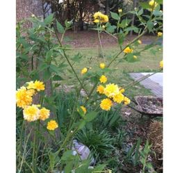 March Rose Plant Yellow Pom Pom Blooms
