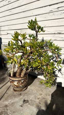 25 inch tall jade plant