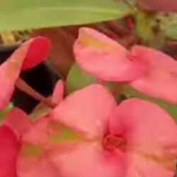 Corona de cristo Planta/ Crown Of Thorns Plant 🪴 