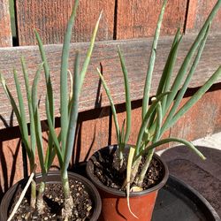 Green onion plants