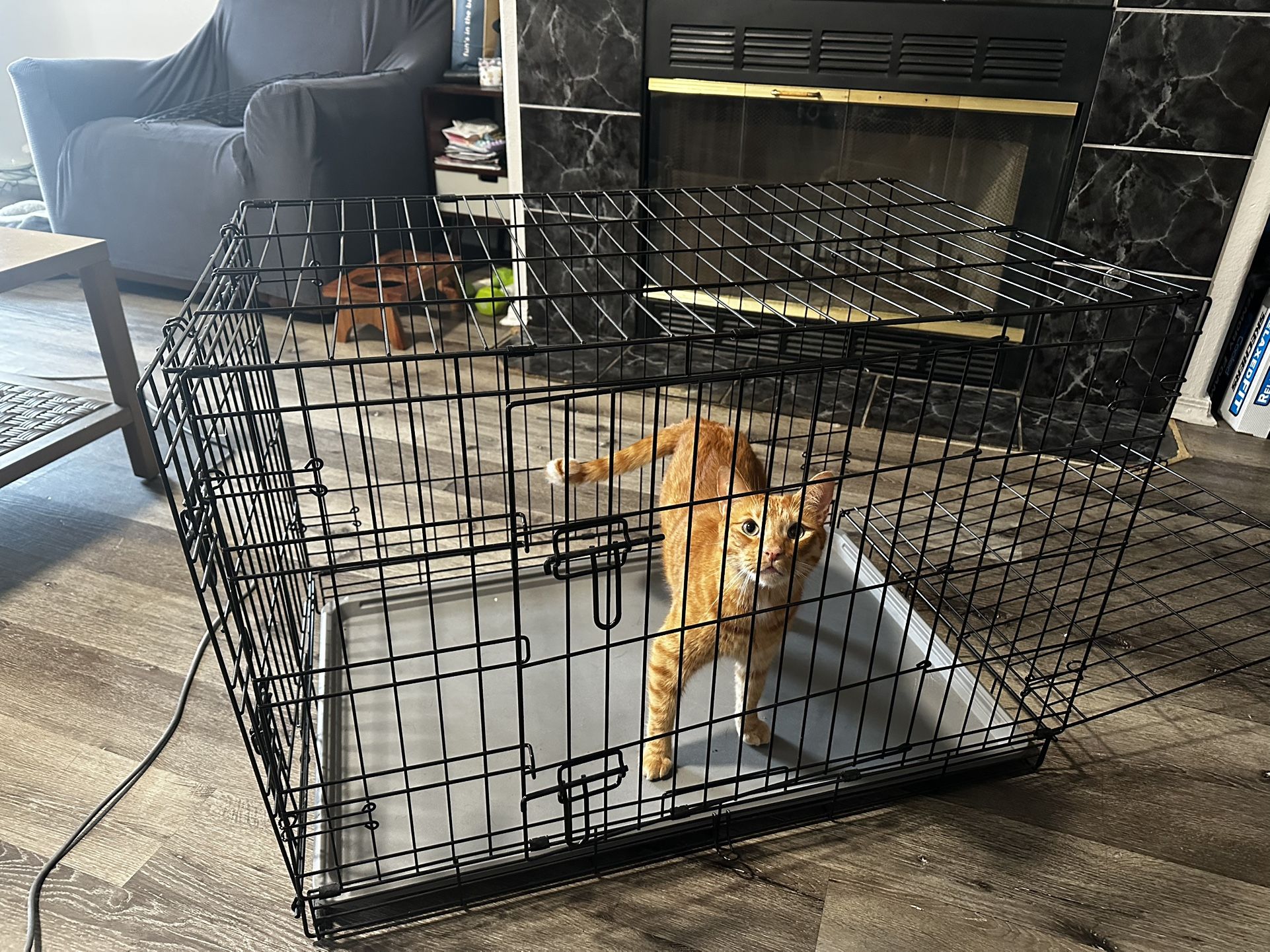 Medium Size Cage $50