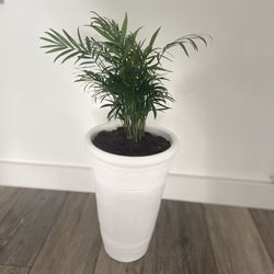 Houseplant Parlor Palm In Ceramic White Pot