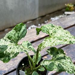 Syngonium Mojito Plant