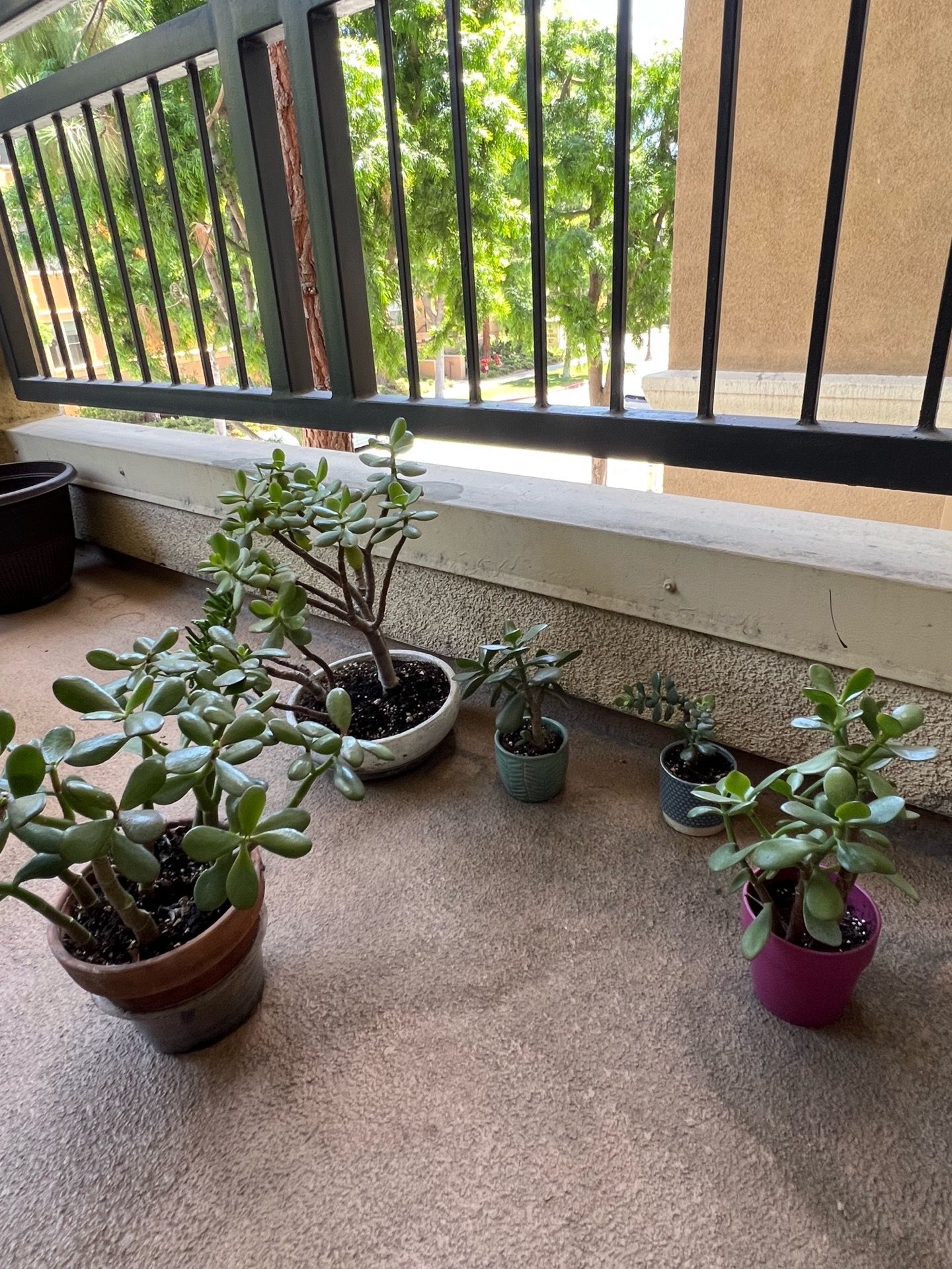 Succulents - Jade plants - count 5