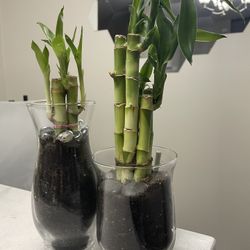 Lucky Bamboo