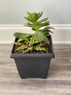 Succulent plant